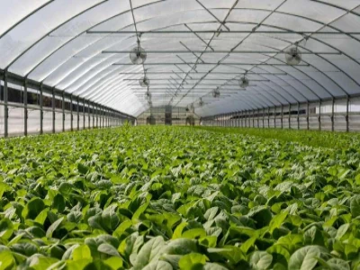 Agricultural Greenhouses